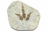 Dinosaur (Grallator) Track - Negative Impression #366844-1